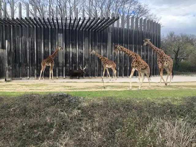 Le Zoo de Lyon, Le Parc Zoologique du Parc de la Tête d'Or