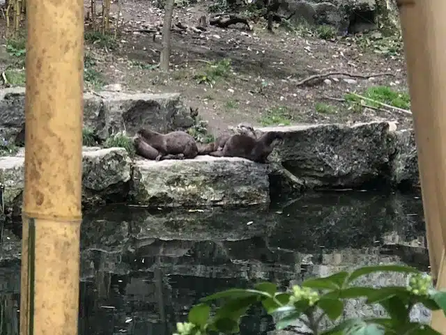 Le Zoo de Lyon, Le Parc Zoologique du Parc de la Tête d'Or