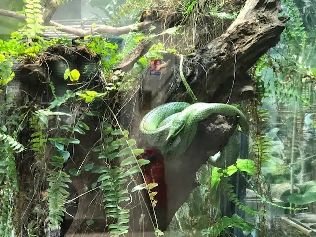 Le Zoo de Lyon, Le Parc Zoologique du Parc de la Tête d'Or