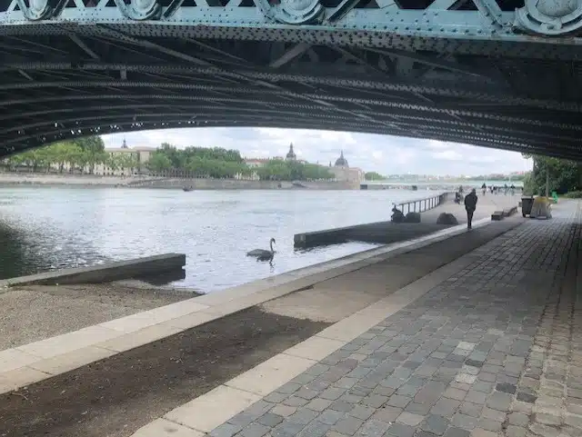 quai du rhone lyon