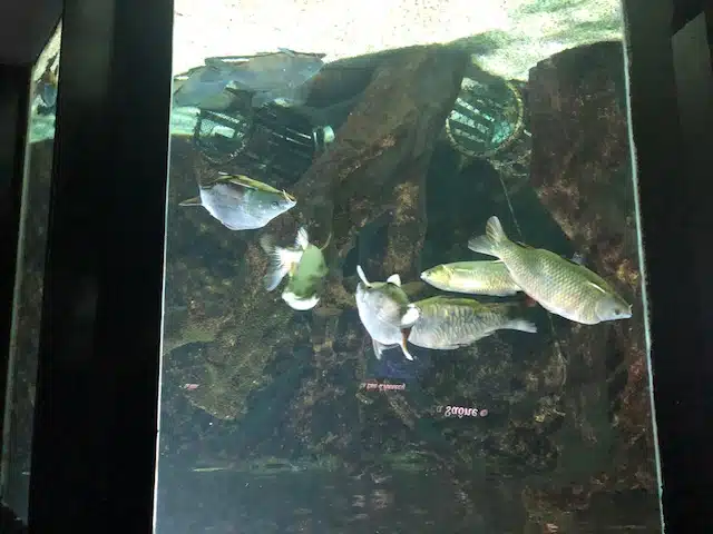 aquarium de lyon