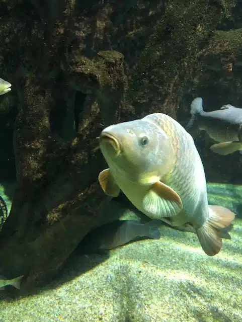 aquarium de lyon