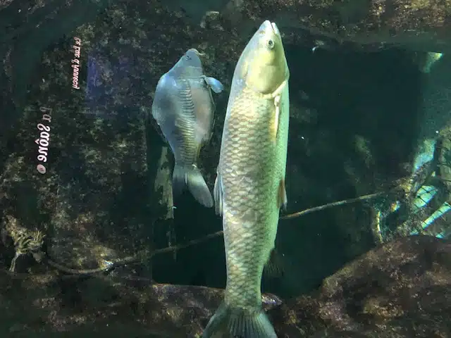 aquarium de lyon