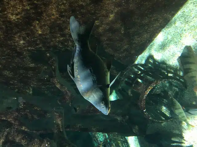 aquarium de lyon