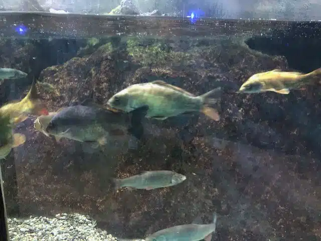 aquarium de lyon