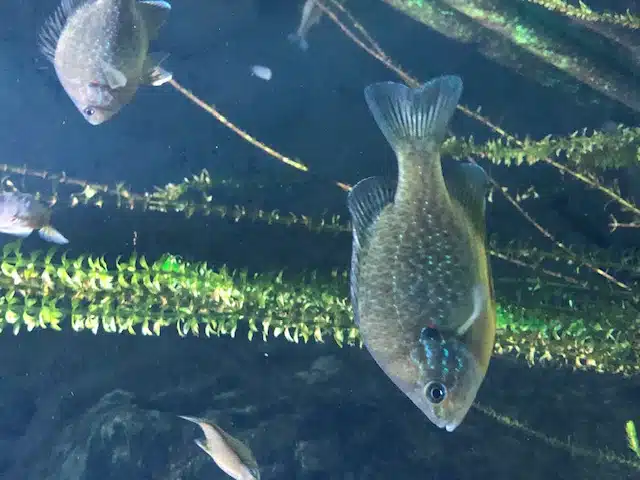 aquarium de lyon