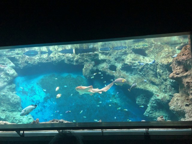 aquarium de lyon
