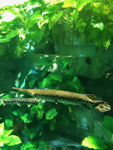 aquarium de lyon