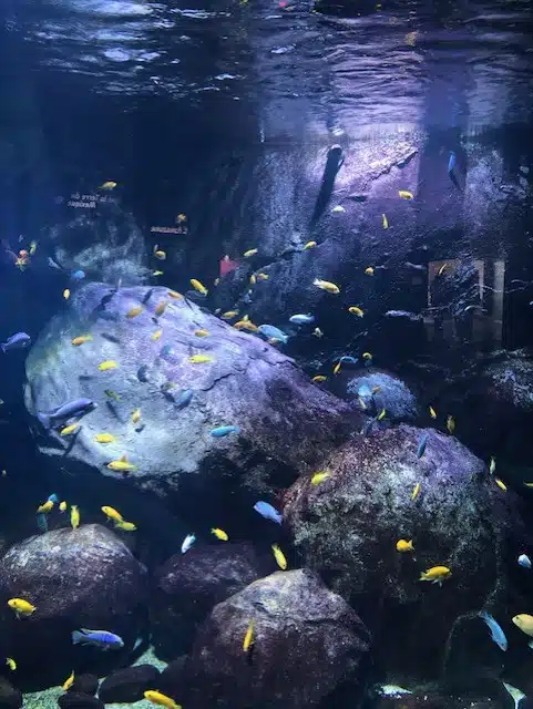 aquarium de lyon