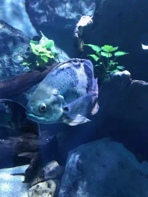 aquarium de lyon