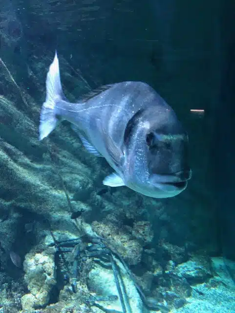 aquarium de lyon