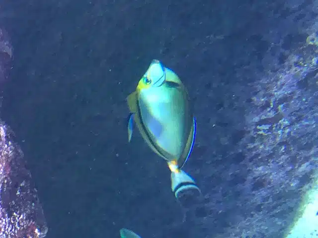 aquarium de lyon