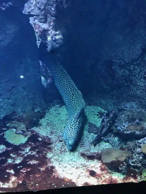 aquarium de lyon