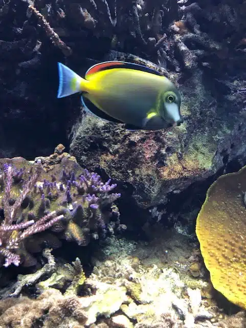aquarium de lyon