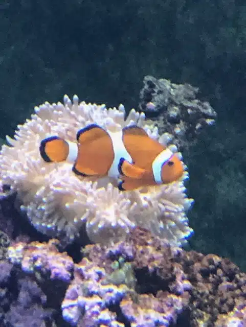 aquarium de lyon