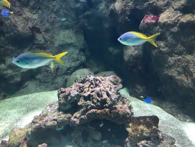 aquarium de lyon